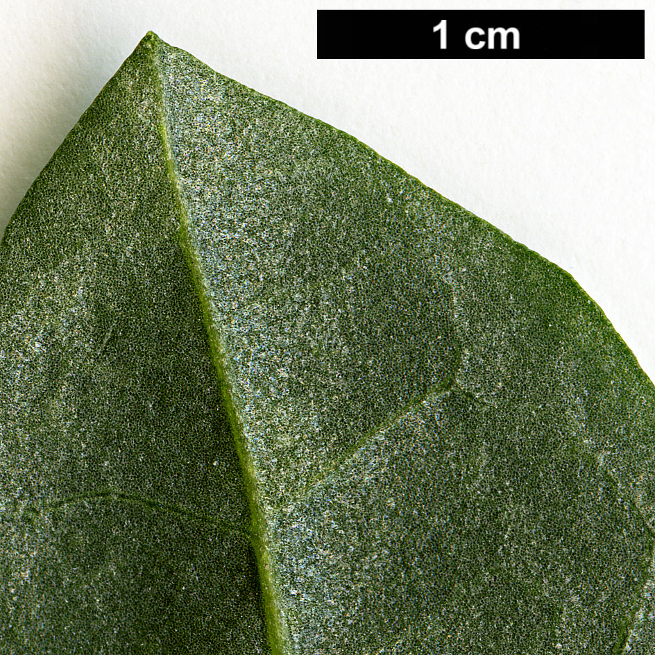 High resolution image: Family: Amaranthaceae - Genus: Atriplex - Taxon: halimus